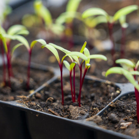 What Propagation Tray Do You Need?