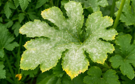 4 Proven Natural Cures for Powdery Mildew (Under €1 Each!)