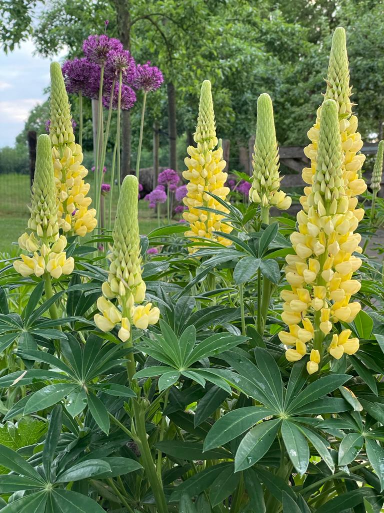Spike Bloom Flowers SeedsUA Red Lupin Giant - 30 Seeds For Planting Beautiful Red Spikes Perennial Flower Seeds