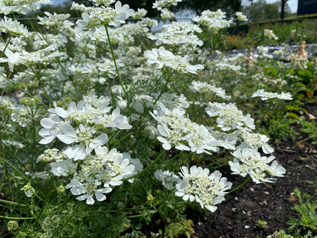 Lace Flowers