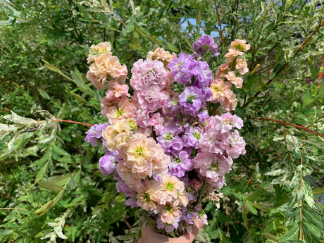 Stock (Matthiola)