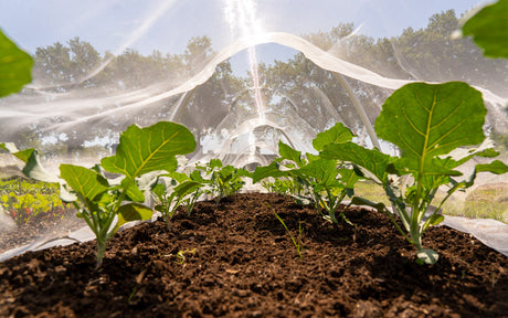 Crop protection