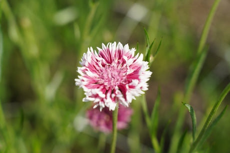 Cornflowers