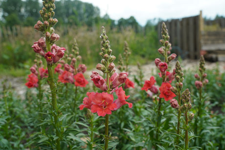 Snapdragon flower seeds