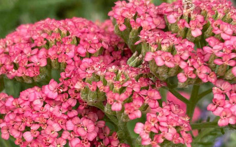 Achillea