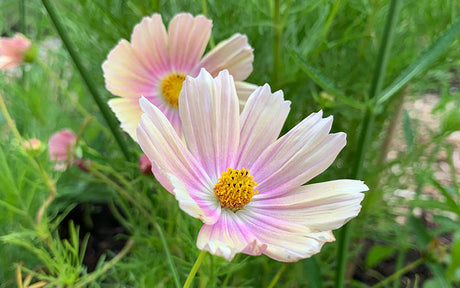 Flower seeds