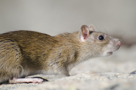 Mice