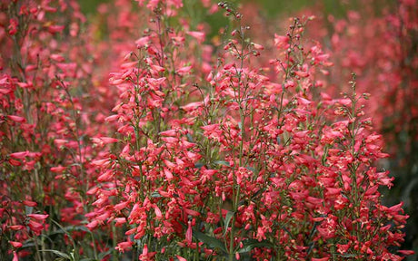 Penstemon