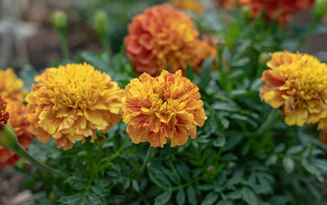 African Marigolds (Tagetes)