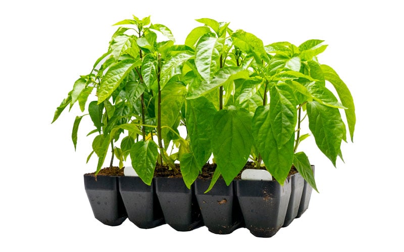 Sturdy large 15 cell Propagation Module Tray