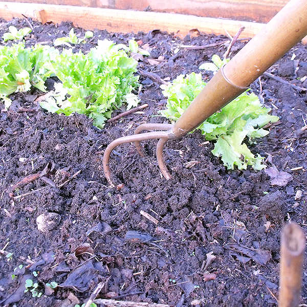 Copper 3-Tine Cultivator