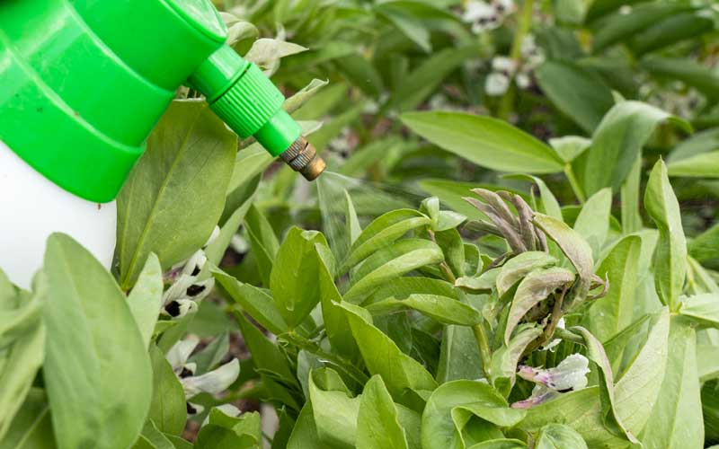 Spray répulsif puceron Eco pour potager et fruitier - 10L