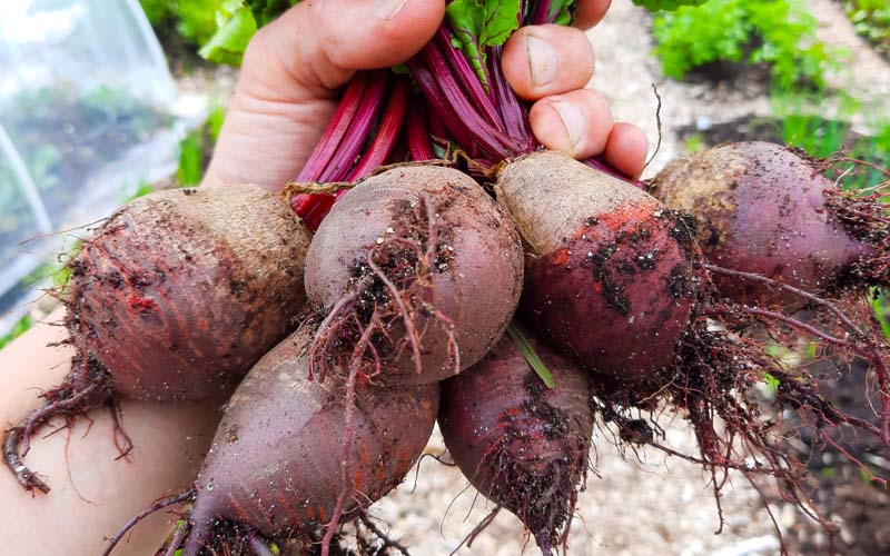 Beetroot Grow Guide PDF - DUTCH