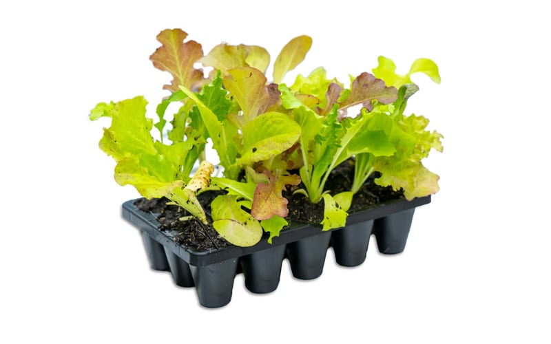 Containerwise® Charles Dowding 15 cell Sturdy Seed Tray (CD15)