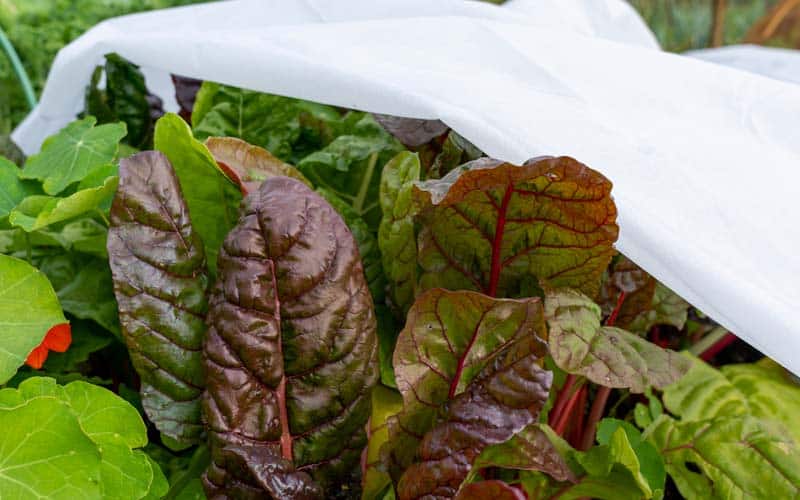 Protection antigel polaire pour plantes - 6 x 2 m de tissu résistant