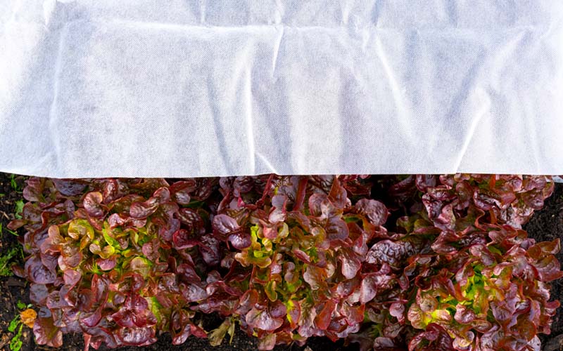 Protection antigel polaire pour plantes - 22 x 2 m de tissu résistant