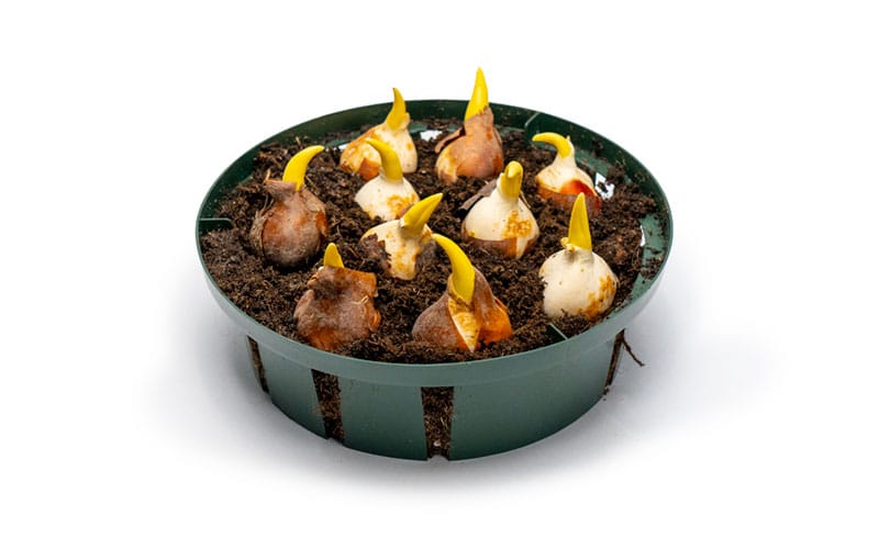 Large flower bulb planting basket - Ø 32 cm pack of 3