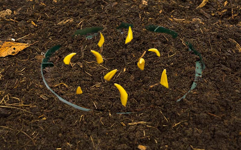 Large flower bulb planting basket - Ø 32 cm pack of 3