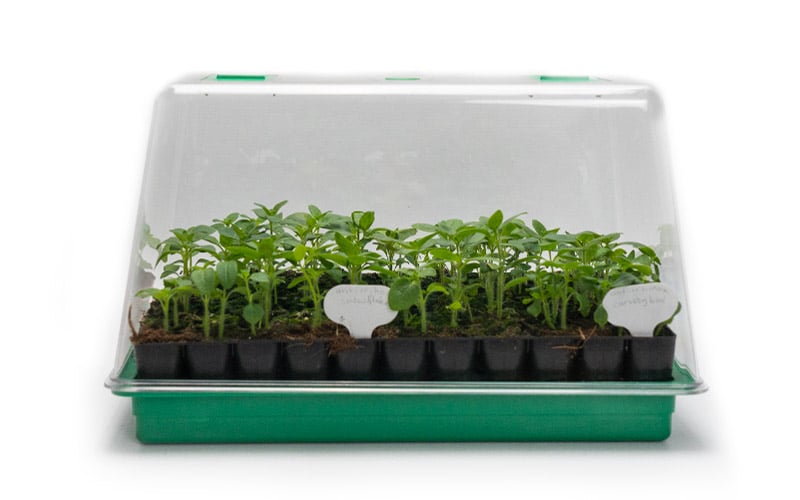Large Sturdy Propagator with Lid and Air vents 40x25 cm