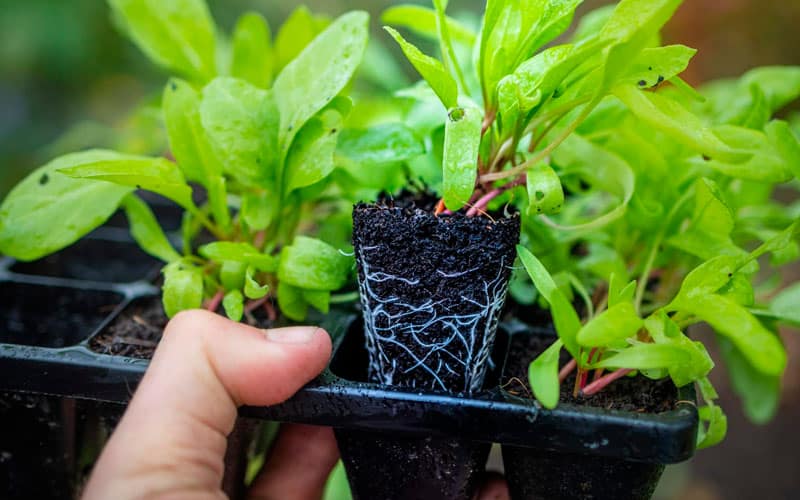 Containerwise® Huw Richards Sturdy Seed Tray 20 cell