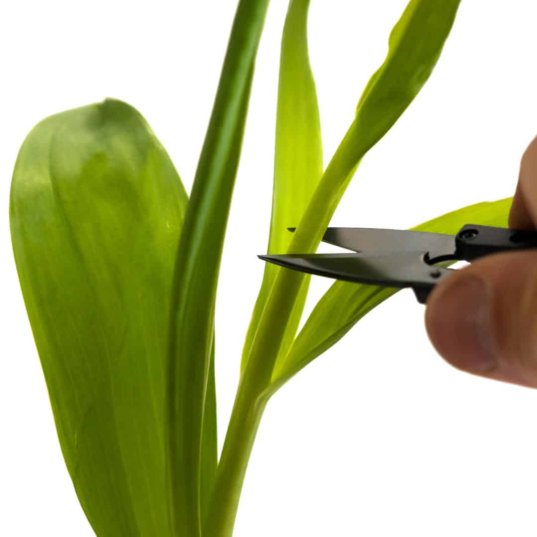 Ciseaux de récolte de fleurs et de légumes coupés