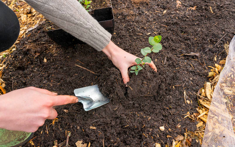 Lightweight and sturdy garden trowel - German manufacturing