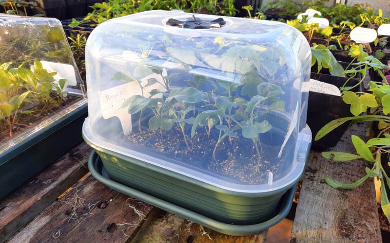 Small Sturdy Propagator With Lid and Air Vent (24x17cm)