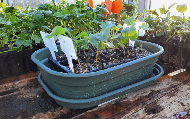 Containerwise® Charles Dowding 15 cell Sturdy Seed Tray (CD15)