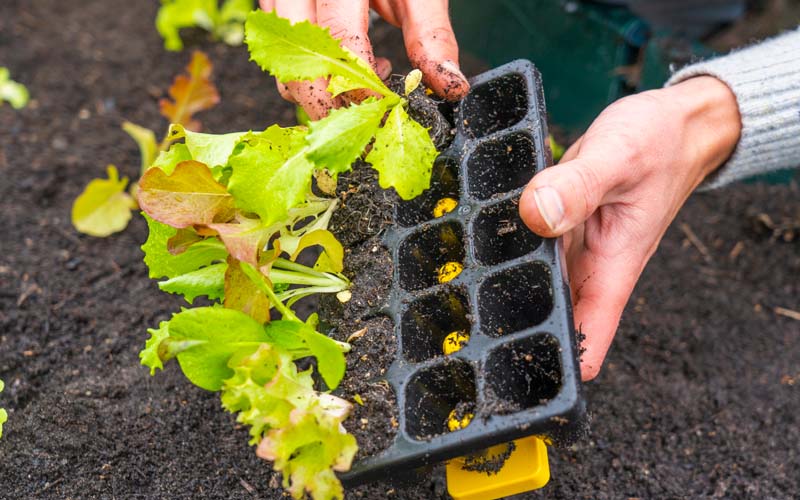 Containerwise® Charles Dowding 15 cell Sturdy Seed Tray (CD15)