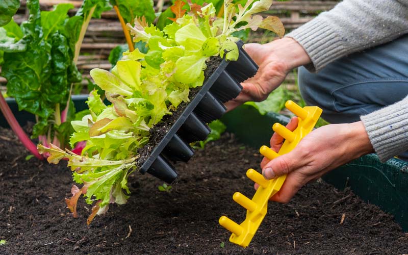 Plug Popper For Charles Dowding Seed Trays (CD60, CD30, CD15)