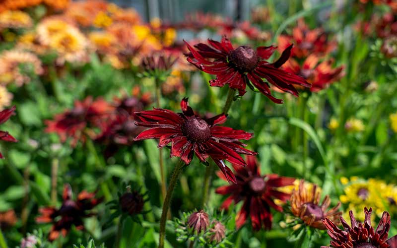Rudbeckia hirta Cherry Brandy - 50 Samen