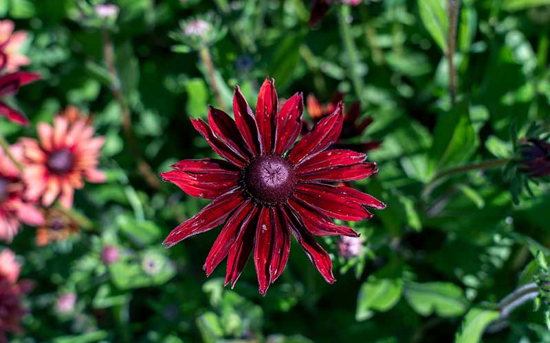 Rudbeckia hirta Cherry Brandy - 50 Samen