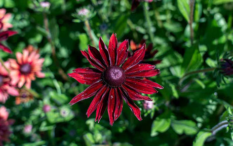 Rudbeckia hirta Cherry Brandy - 50 Samen