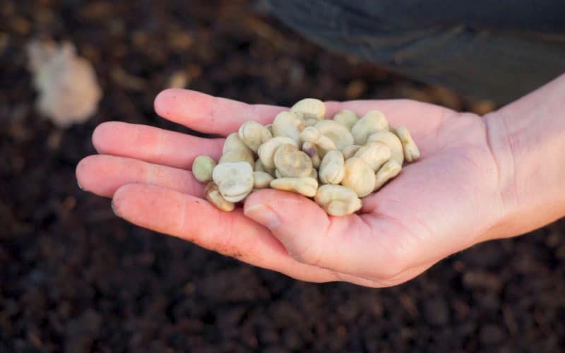 Fèves - Triple blanc