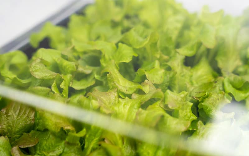 Serre chauffée Deluxe XL avec couvercle ventilé