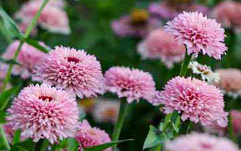 Zinnia Zinderella Flieder - 50 Samen