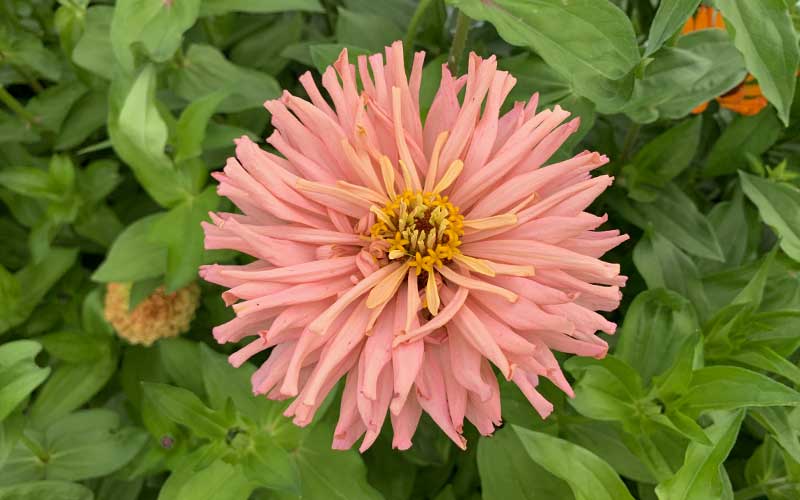 Zinnia Pink Cactus - 100 seeds