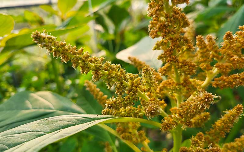 Amaranthus Autumn's Touch - 250 Samen