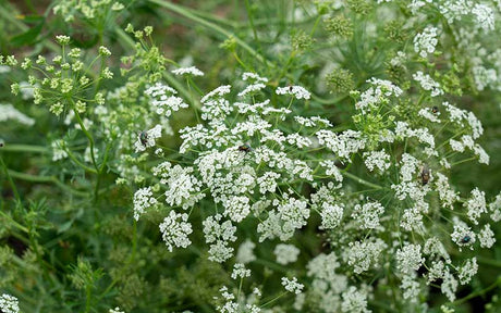 Wilde Möhre (Ammi visnaga) Green Mist - 200 Samen