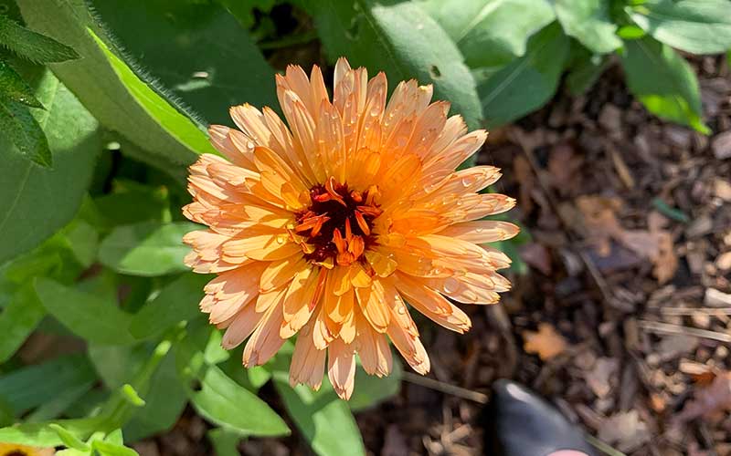 Calendula Orange Flash (Goudsbloem) - 100 zaden