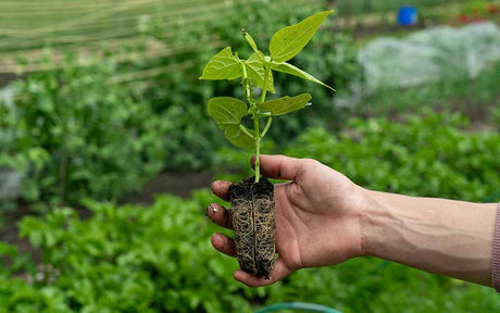 Sturdy Deep 40 cells Seed Tray