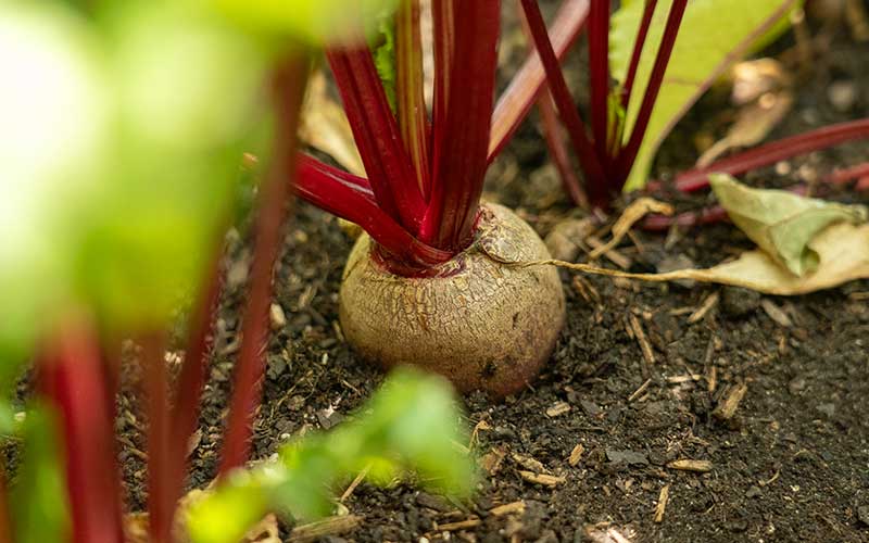 Rote Beete Detroit 2