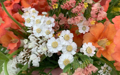 Achillea ptarmica The Pearl (nieskruid duizendblad)