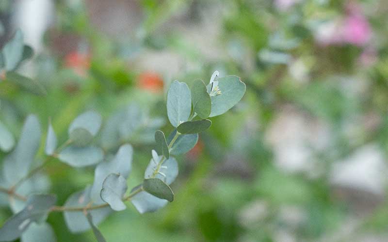 Eucalyptus - 35 seeds