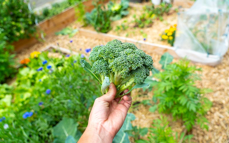 Broccoli - Calabrese Natalino
