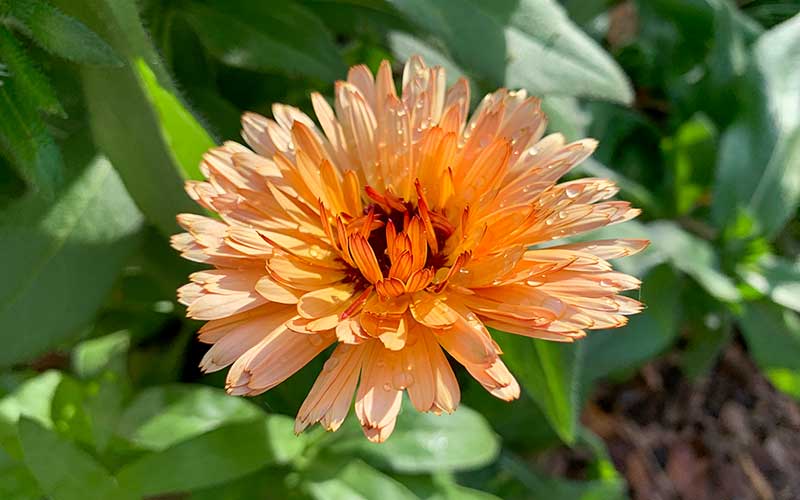 Calendula Orange Flash (Goudsbloem) - 100 zaden