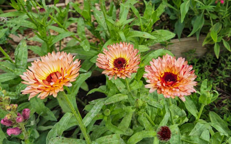 Calendula Orange Flash (Goudsbloem) - 100 zaden