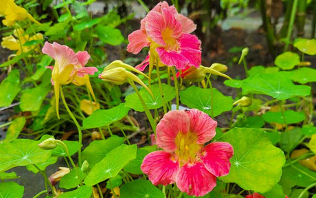 Tropaeolum Cherry Rose (Kapuzinerkresse) - 35 Samen -