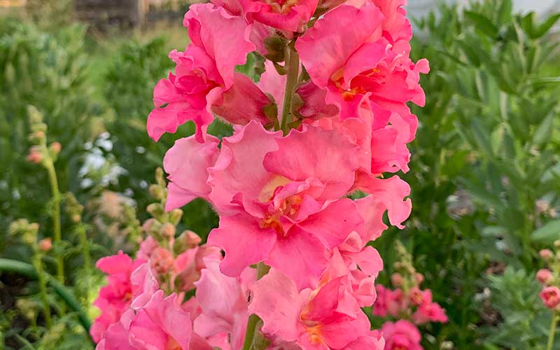 Löwenmäulchen Madame Butterfly Rose - 50 Samen