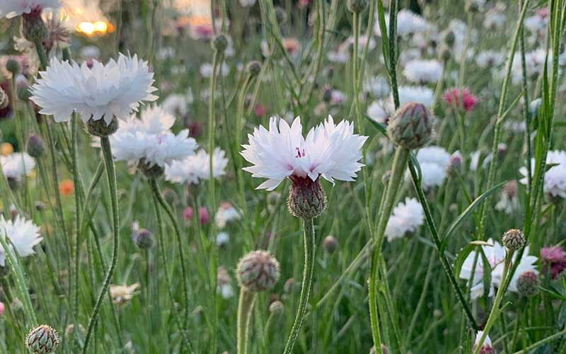Kornblumen-Mix in Rosa und Weiß - 200 Samen